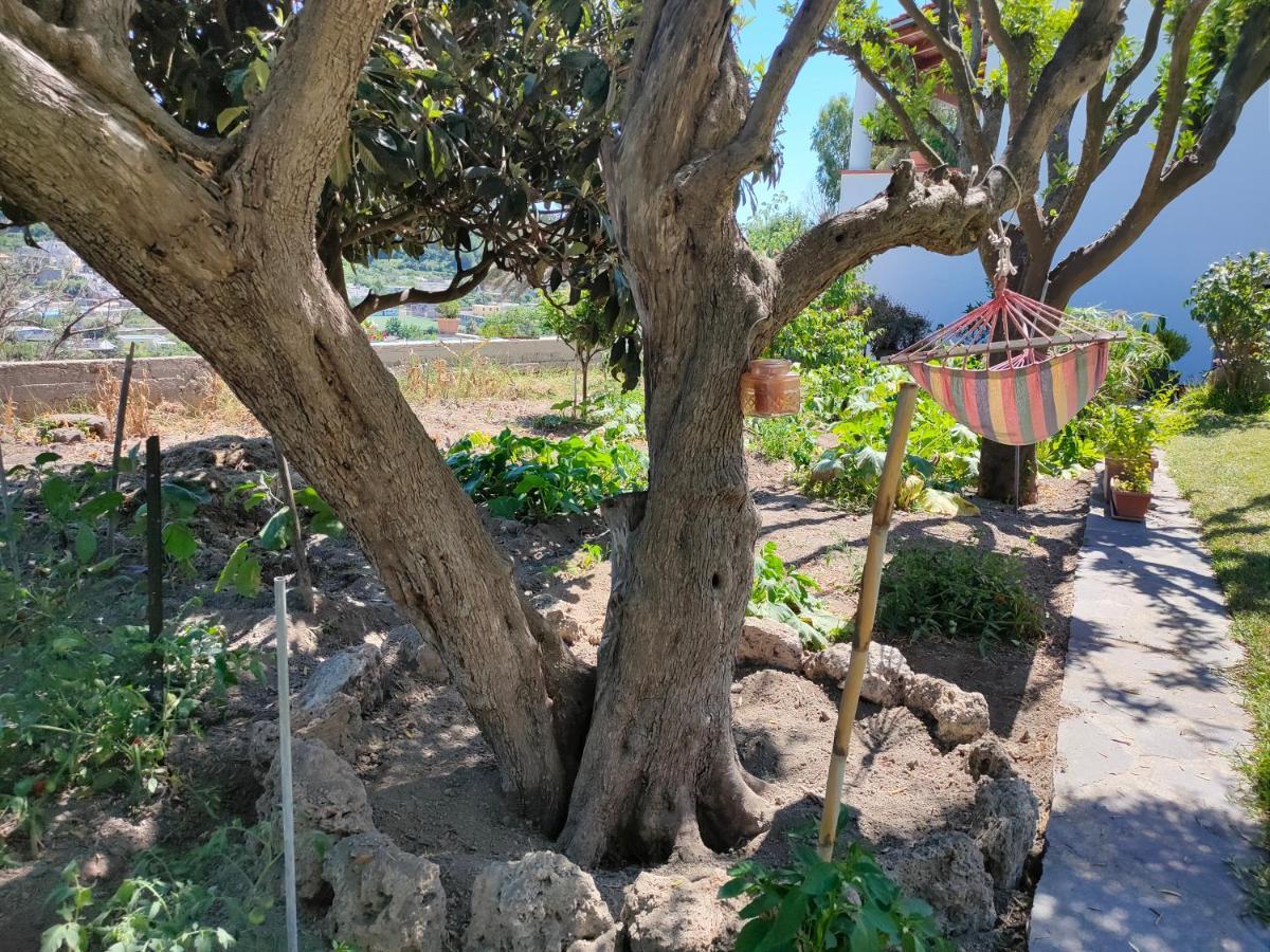 Il Giardino Appartement Barano dʼIschia Buitenkant foto